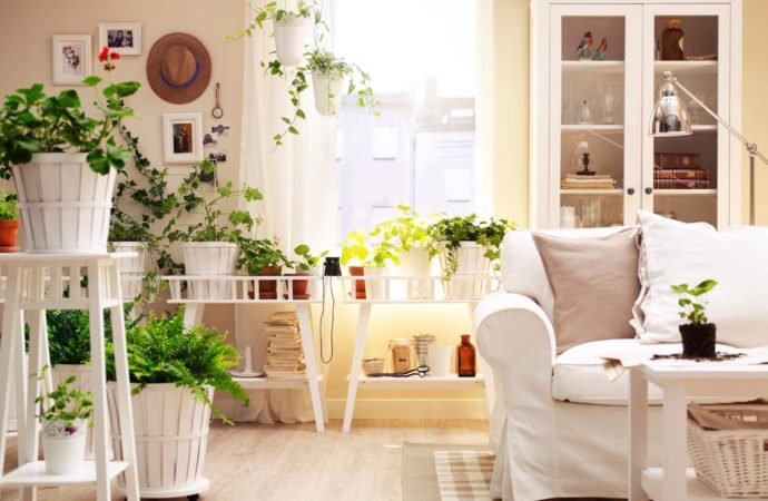 Las mejores plantas para tu hogar