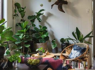 Las mejores plantas para interiores